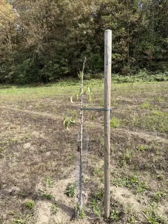 Foto treephoto-l4m3auywaxia4nnrh3ra0ndi.jpeg