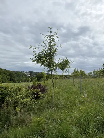 Foto treephoto-ptvwzz7nflcsjncbu8ctbvz3.jpeg