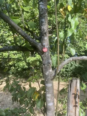 Foto treephoto-a730mk5av50358gn7lj2pjk6.jpeg