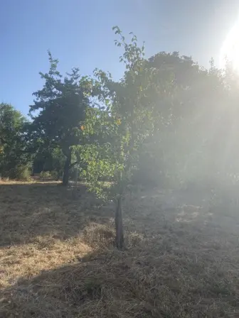 Foto treephoto-edi5tqcdljobiu3hvv7npts8.jpeg