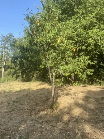 Foto treephoto-sfpltq2tzuxpuorin1ixa3h4.jpeg