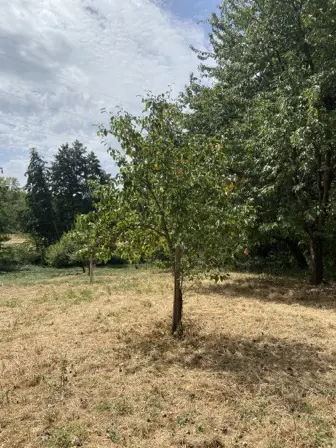 Foto treephoto-wf5klgtufxi5qnxz2830v9dz.jpeg