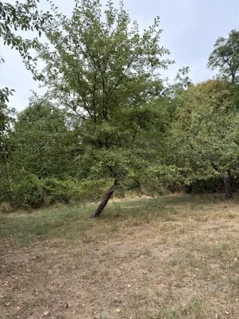 Foto treephoto-e376alur5pbt5mqsrw4z69hu.jpeg