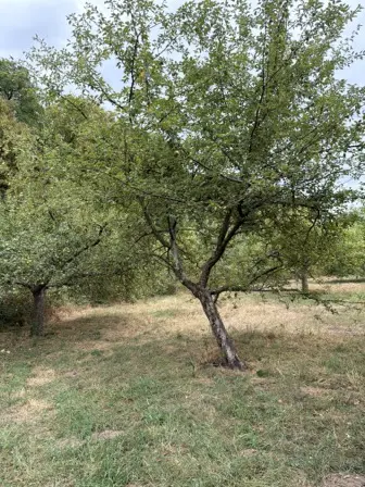 Foto treephoto-g6jewz2fnj5wdaw22dbp04yw.jpeg