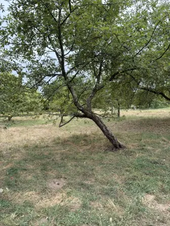 Foto treephoto-o7d6yhfjovvgtlwsiq9jvnge.jpeg