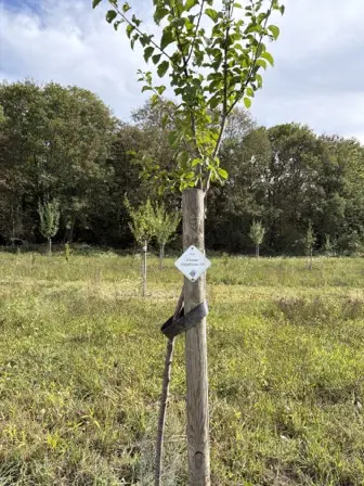Foto treephoto-auio8rvfqkccb4v4jd20k4if.jpeg