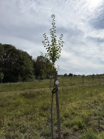 Foto treephoto-dubs3v9bozw20swa0jtfy1kc.jpeg