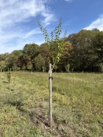 Foto treephoto-pvl48z3znglzqpg2om8o0qxf.jpeg