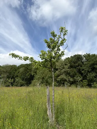 Foto treephoto-cmcd712y9ern6o9bvj32gcvo.jpeg