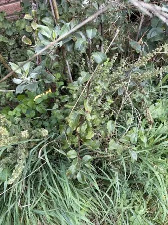 Foto treephoto-sfuuyma88taax2okmdp54c0n.jpeg