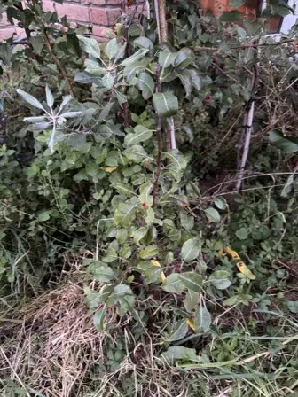 Foto treephoto-sys54eebpiuuj3iwz5snuis9.jpeg