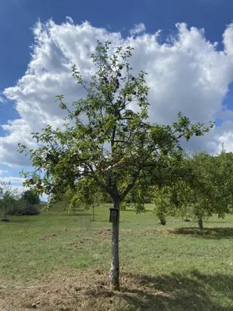 Foto treephoto-n67agnp5g845hd1gpzjr68fl.jpeg