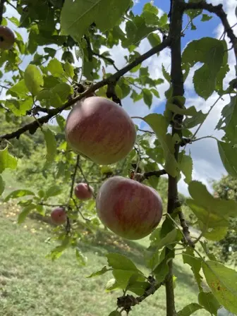 Foto treephoto-qq5skqgtj4tzkemf228tcpik.jpeg