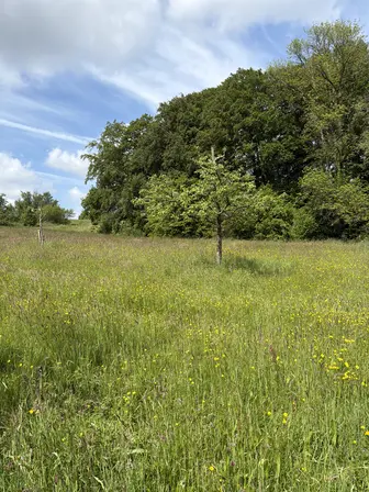 Foto treephoto-p2tdj2224yrl7o43eajx0vfi.jpeg