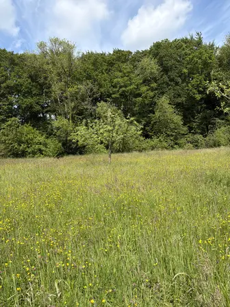 Foto treephoto-pecwck7fqivubldomqswyv9y.jpeg