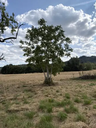 Foto treephoto-a1wio8975553mpqzgkzb5ow9.jpeg
