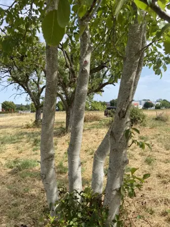 Foto treephoto-apfbckcp72f2alb2en0lipoa.jpeg