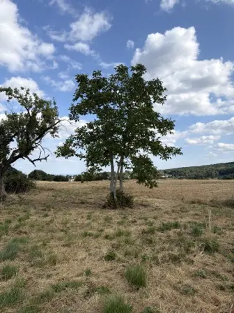 Foto treephoto-tcsejxwxbpcoa5tkfgtduuty.jpeg
