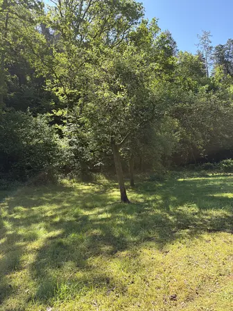 Foto treephoto-aa1bvy2a3oxg4ytodihfma0c.jpeg