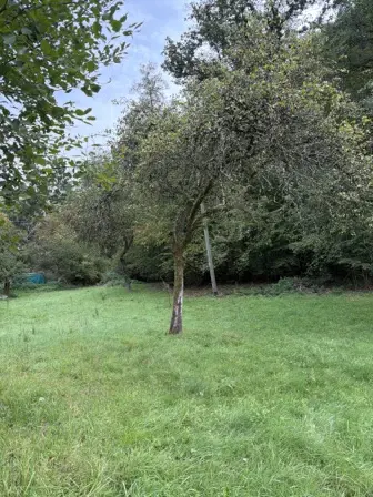 Foto treephoto-pcm6g4gs8l3l1nfgv3b34r00.jpeg