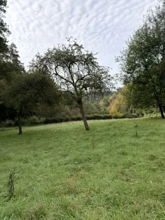 Foto treephoto-z1cxcla336j4o90e0714uxgw.jpeg