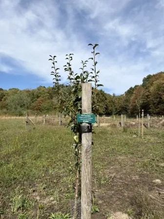 Foto treephoto-maz3rpvvgwn9s0juh4kjnblh.jpeg