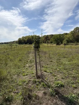 Foto treephoto-t5rsic32r5j0usdhbls73w3e.jpeg
