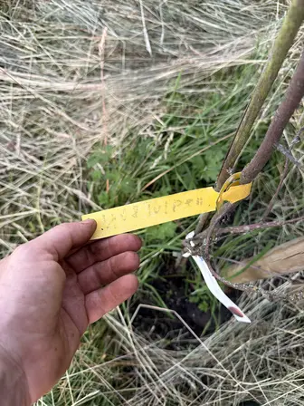 Foto treephoto-gthv6rcrjhg7ukdn4333m3x6.jpeg