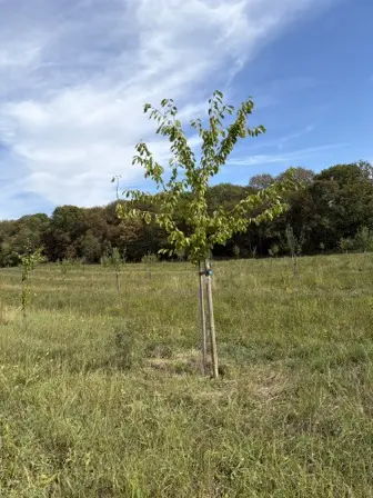 Foto treephoto-icjkflsknb32ptgwjl3ysw1h.jpeg