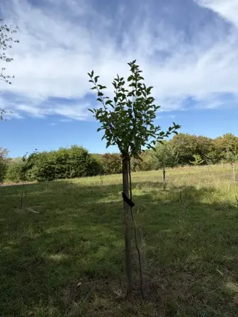 Foto treephoto-hr0b1cok98g66pvthgic2bp0.jpeg
