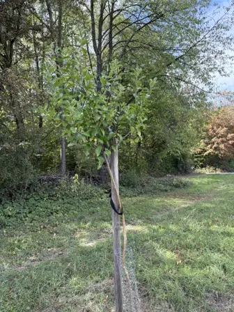Foto treephoto-y7i8i20owgo8xwwifl14026m.jpeg