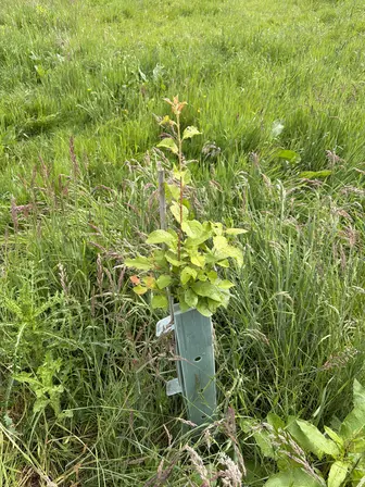 Foto treephoto-upuy7r8iavnbaaxal6xxuh5f.jpeg