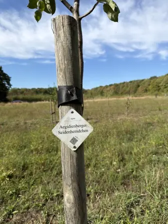 Foto treephoto-nq626ivpqf5k78aa82zkaf4g.jpeg