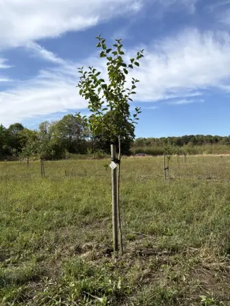 Foto treephoto-wllu4jwiwfz1p6240k4oaw17.jpeg