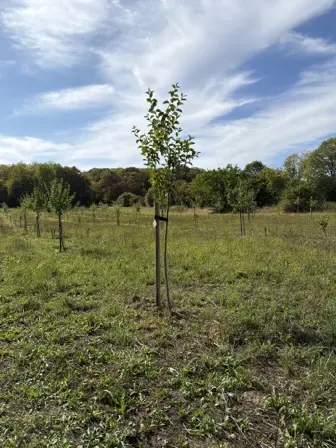 Foto treephoto-z3wrxngkcnpj2q7hhwun0jd5.jpeg