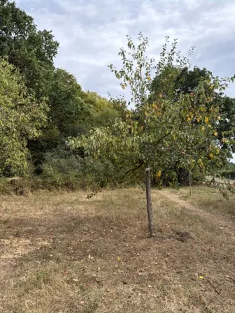Foto treephoto-a4bsj9lireoxi2pyx4fnz13f.jpeg