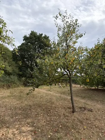 Foto treephoto-cnqmt0clh2w6htflcftk79mg.jpeg