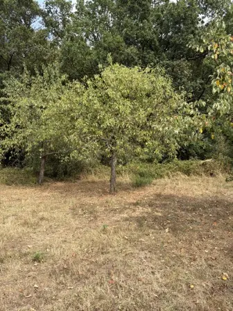 Foto treephoto-icasbzy77r8c9fpe4y397pur.jpeg