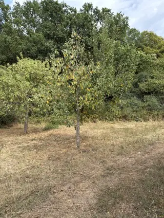 Foto treephoto-l19n33y4zdkegxy9ev3zr9vw.jpeg