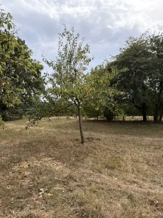 Foto treephoto-m6qzvava6uvydak9mn0yn6cu.jpeg