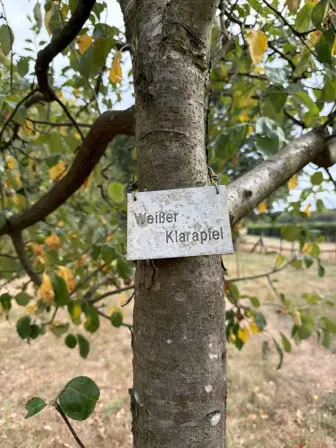 Foto treephoto-nd7i38w5ra91xj4gcue21noh.jpeg