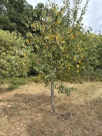 Foto treephoto-nornene6j6o03s024dk0oxzd.jpeg