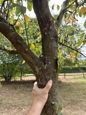 Foto treephoto-q4kt51iqskacqaejbynha68p.jpeg