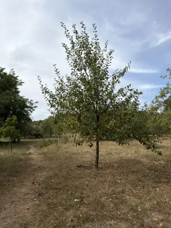 Foto treephoto-qm46t6b7z1bvbjb0oyhoclbe.jpeg