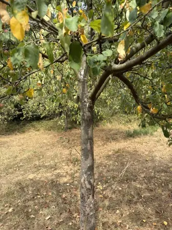 Foto treephoto-qqrbeyz65u061qdy19atepfh.jpeg