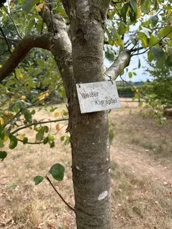 Foto treephoto-ztghfyccel35lmwwjl9o0g13.jpeg