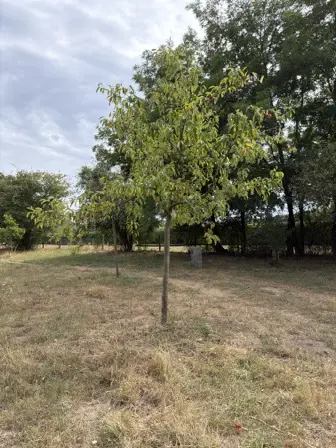 Foto treephoto-dvqjekbxudmrd9fj19qxm73t.jpeg