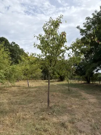 Foto treephoto-e5embexo9z7ck94gdaw14lp2.jpeg