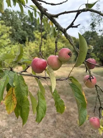 Foto treephoto-s8vsbglyd5zpfe4td2hg74lx.jpeg
