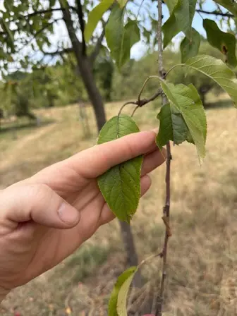 Foto treephoto-u8ywhva5zdo5rwh7bdu6xyom.jpeg